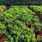 Borievka pobrežná (Juniperus conferta) ´BLUE PACIFIC´ – výška 20-30 cm, kont. C3L